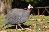 gallina de Guinea